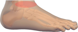 Front of the ankle